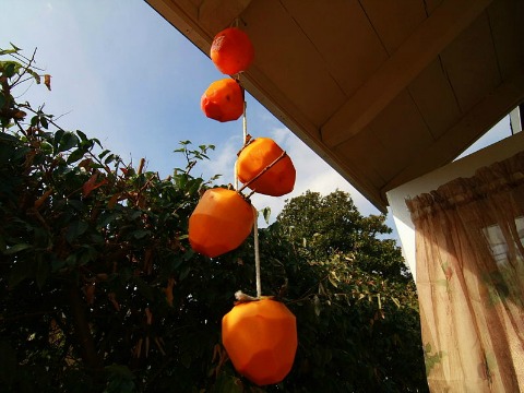 Hanging_Hachiya_Persimmons_to_become_Hoshigaki