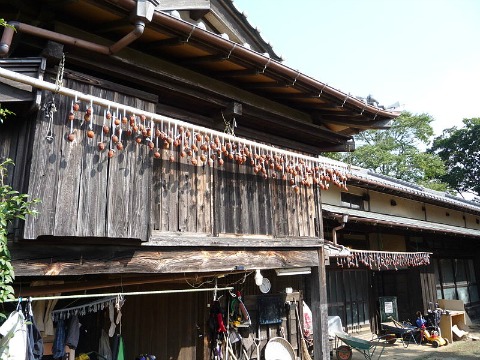 Japanese_Persimmons_drying