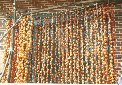 Persimmons drying in Korea on ShockinglyDelicious.com