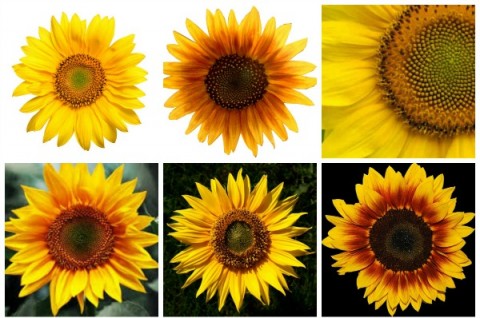 Sunflower Collage on ShockinglyDelicious.com