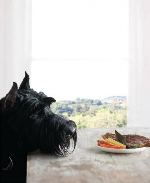 are carrots good for a standard schnauzer