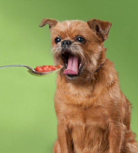 Tomato-Carrot Soup for You AND Your Dog! | Recipes for people and dogs | ShockinglyDelicious.com