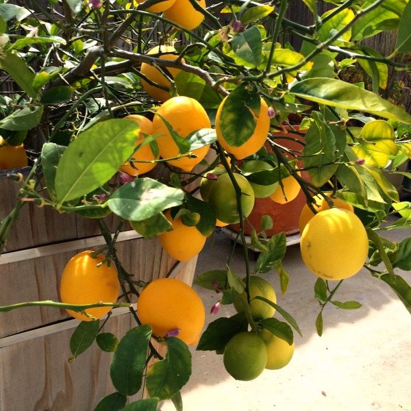 Many yellow and green-tinged Meyer Lemons hanging from branches on a small tree