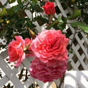 Roses on ShockinglyDelicious.com