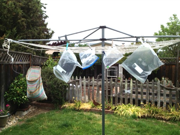 Plastic Bag Washing Club on ShockinglyDelicious.com -- Gerry Doyle hangs the bags outside in San Fran Bay