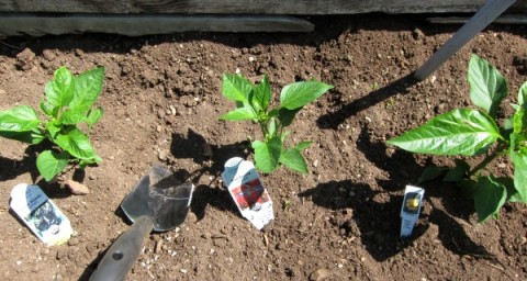 Planting bell peppers on ShockinglyDelicious.com