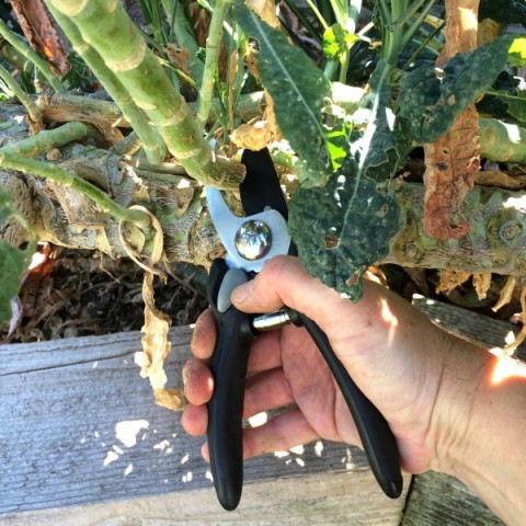 Pruning the kale plant on ShockinglyDelicious.com