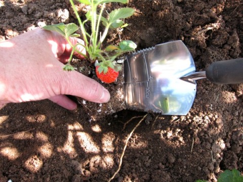 Strawberries being planted on ShockinglyDelicious.com