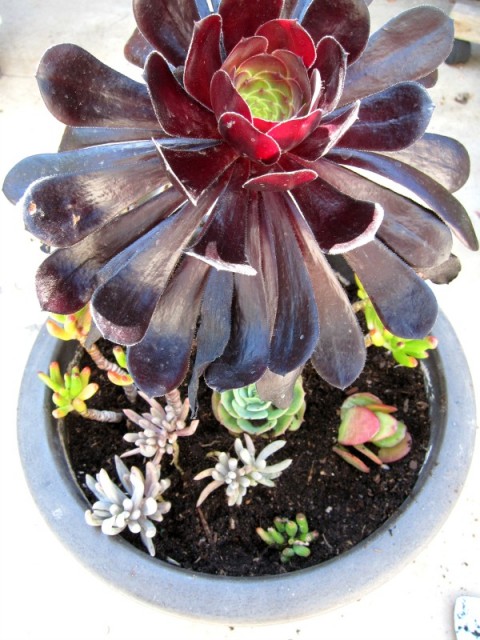 Succulent pot on ShockinglyDelicious.com