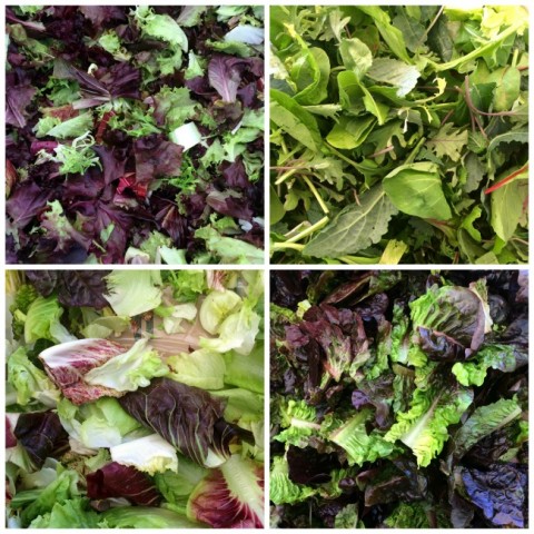 Fresh lettuce mixes on ShockinglyDelicious.com