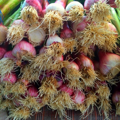 Fresh shaggy onion roots at the farmers market on ShockinglyDelicious.com