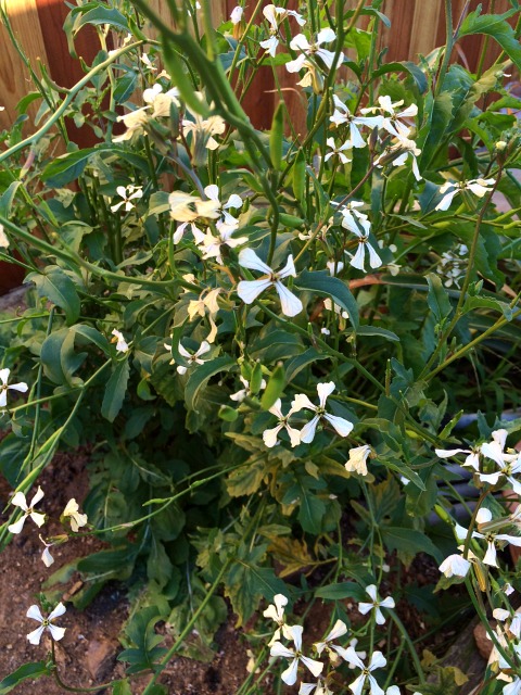 Arugula sending up flowers and going to seed on ShockinglyDelicious.com