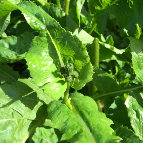 Arugula about to bud in the ShockinglyDelicious.com garden