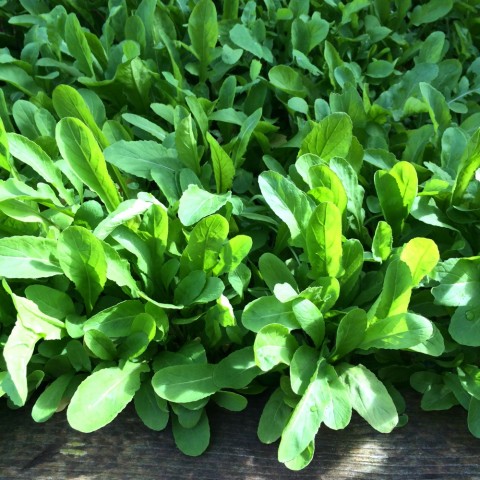 Arugula growing in the ShockinglyDelicious.com garden