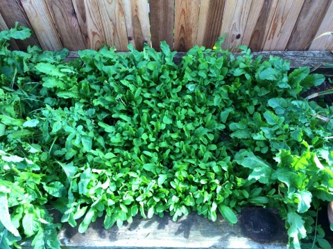 Arugula in the ShockinglyDelicious garden