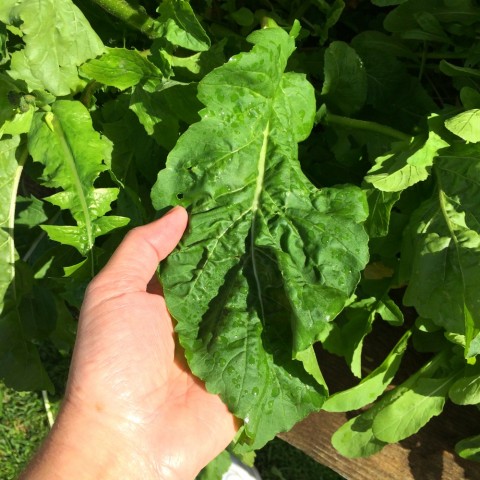 Huge arugula leaves in the ShockinglyDelicious.com garden