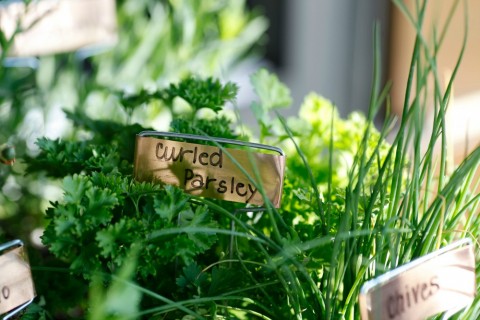 Fresh herbs from True Food Kitchen