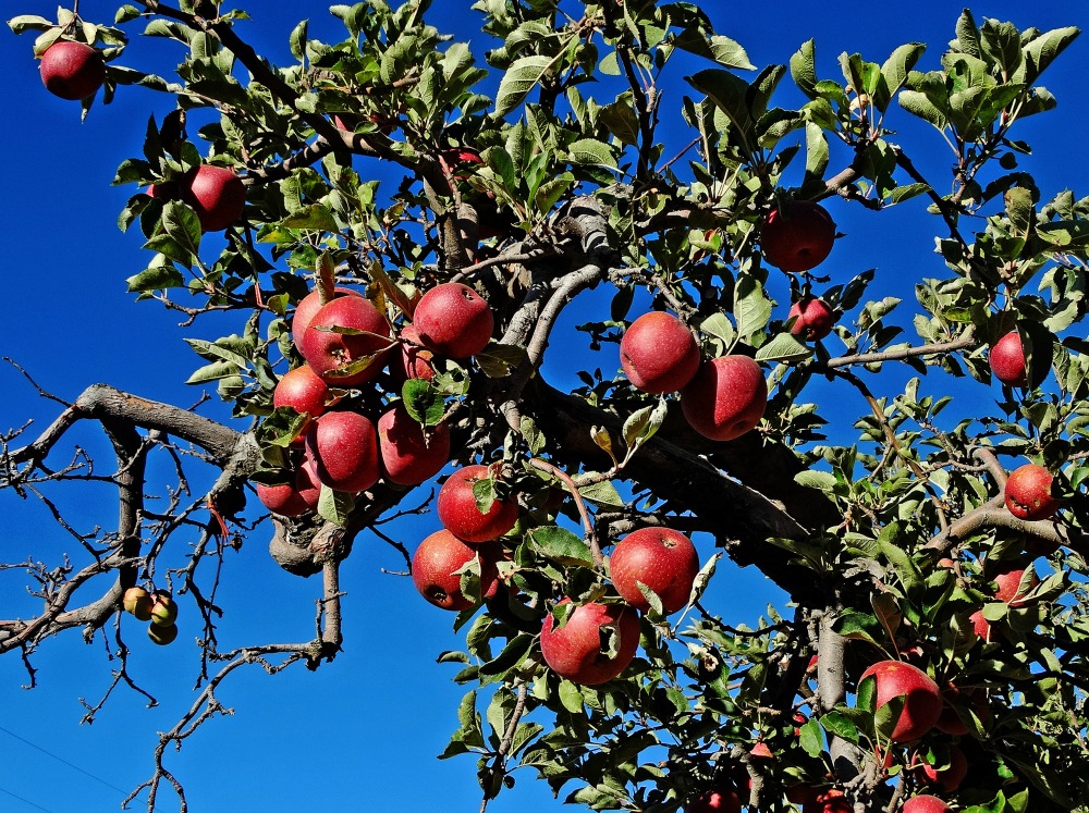 Apple tree in Oak Glen CA (photo by Don Graham)