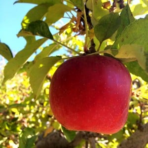 Red Rome Apple hanging from an apple tree