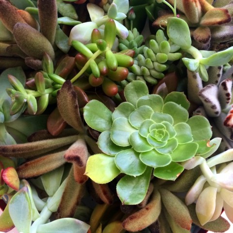 Succulent Cuttings by Dorothy Reinhold of ShockinglyDelicious.com