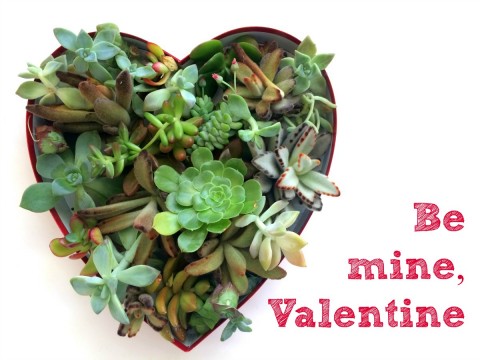 Succulents in a Heart-Shaped Box with Be My Valentine beside it