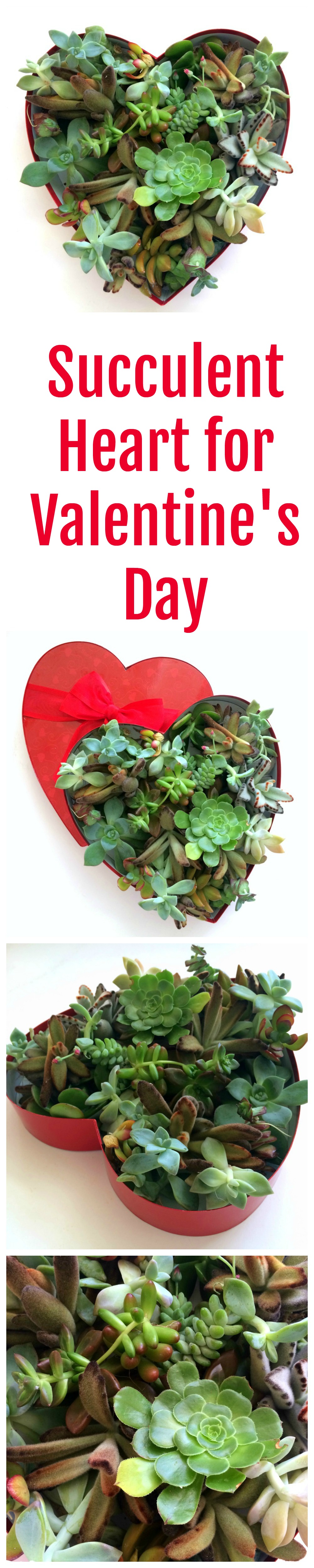 Succulent Heart for Valentine's Day on ShockinglyDelicious.com