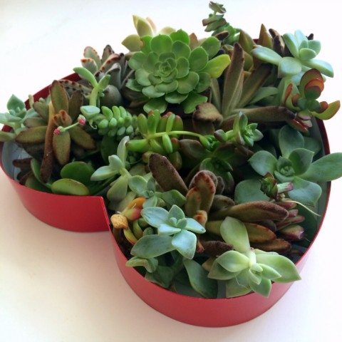 Succulents in a Heart-Shaped Box