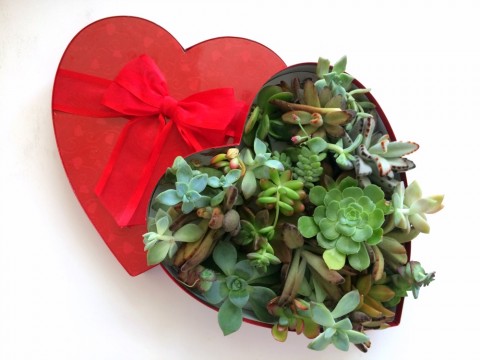 SUCCULENT HEART FOR VALENTINE'S DAY: For gardeners, the perfect valentine is a collection of succulents in a heart-shaped box.