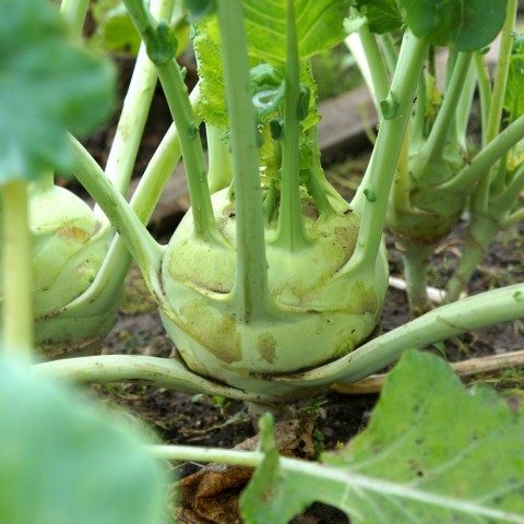 green kohlrabi growing in the ground
