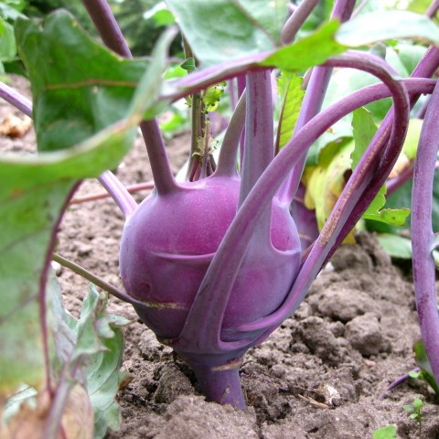 purple kohlrabi growing in the ground