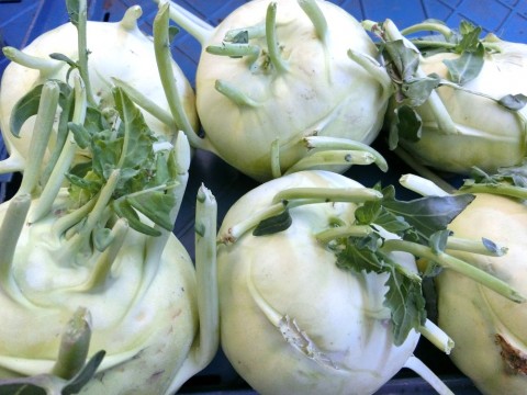 white kohlrabi bulbs