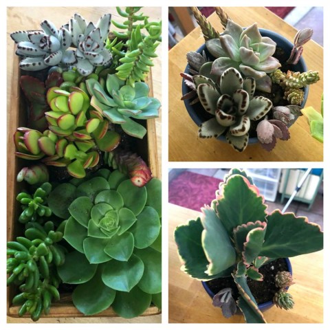 Succulents in new containers