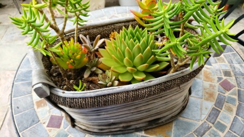 Succulents planted in a basket