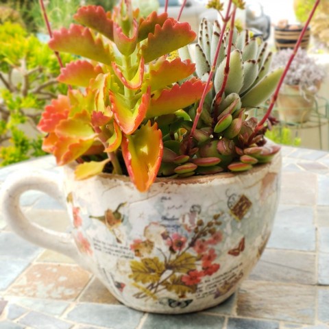 Succulents planted in oversize coffee cup