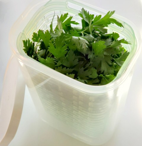 Italian Parsley in the OXO Greensaver Herb Keeper