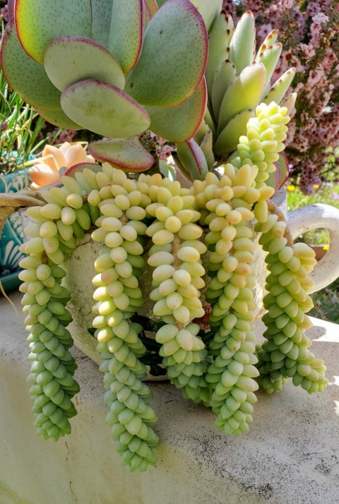 Donkey's Tail