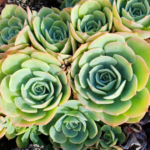 Hen and chicks