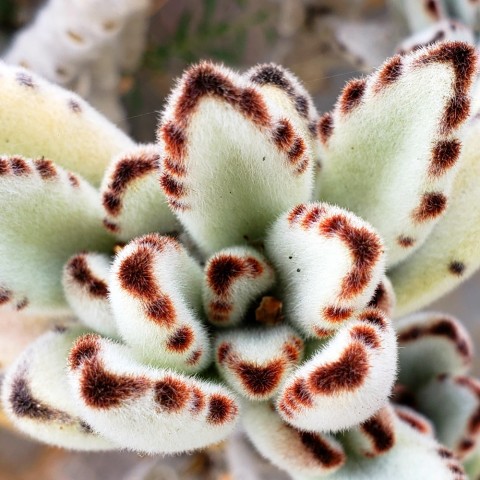 Kalanchoe tomentosa