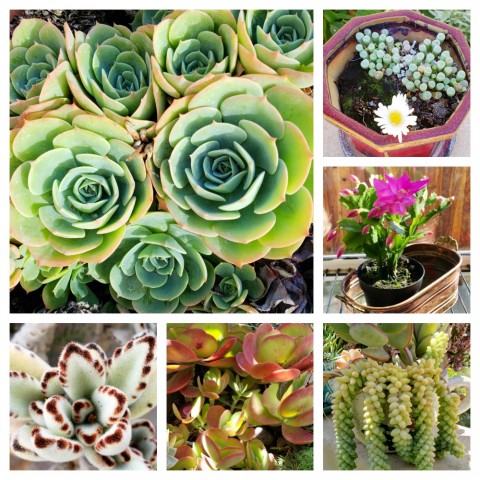 Succulents are all the rage, and once you try your hand at them, you'll be hooked. Get started in Southern California with these easy varieties.