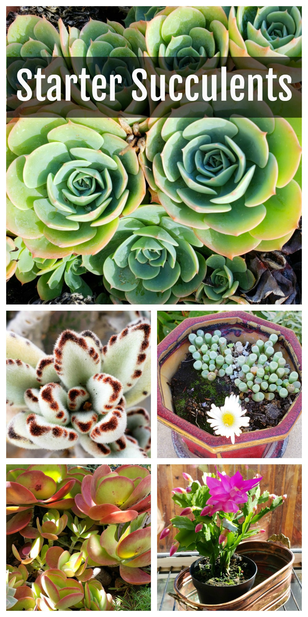 Succulents for Beginners on ShockinglyDelicious.com