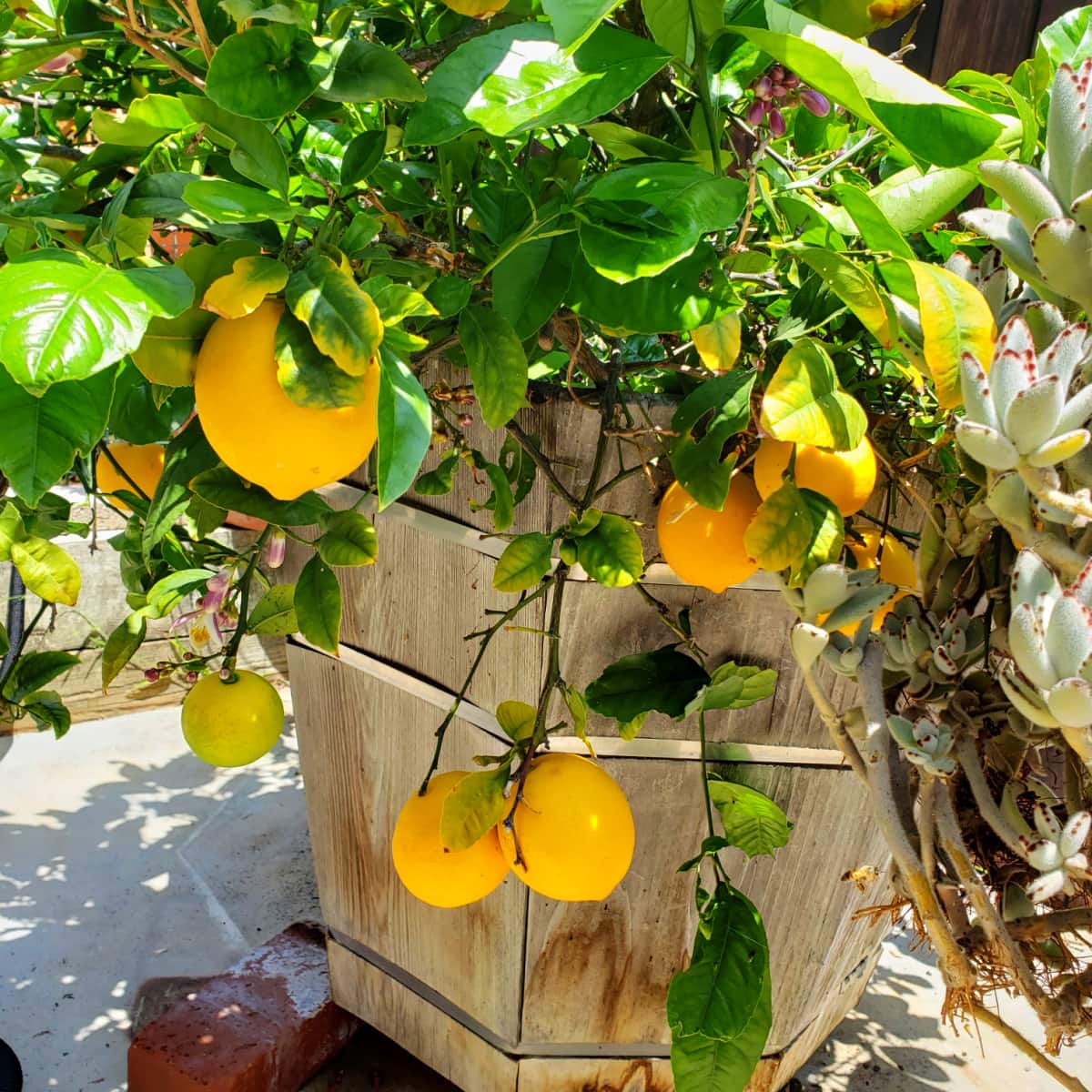 Dwarf Meyer Lemon tree in a half whiskey barrel with lemons hanging from the branches