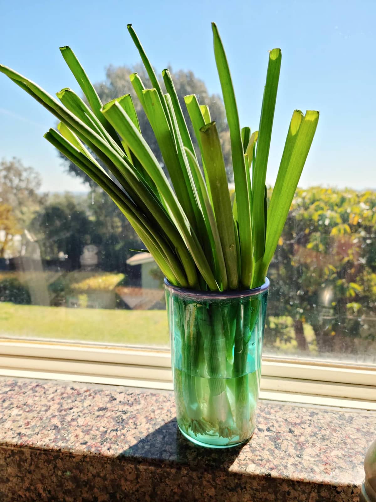 Green onion cuttings in a glass on the window sill 