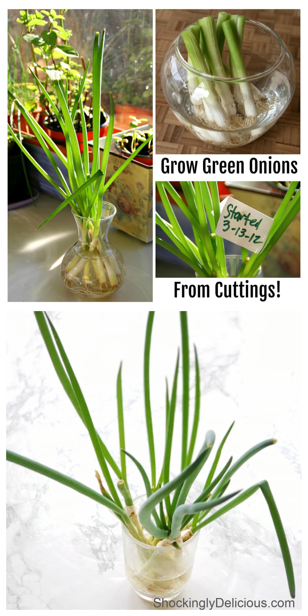 Photo collage of how to Grow Green Onions from Cuttings on ShockinglyDelicious.com