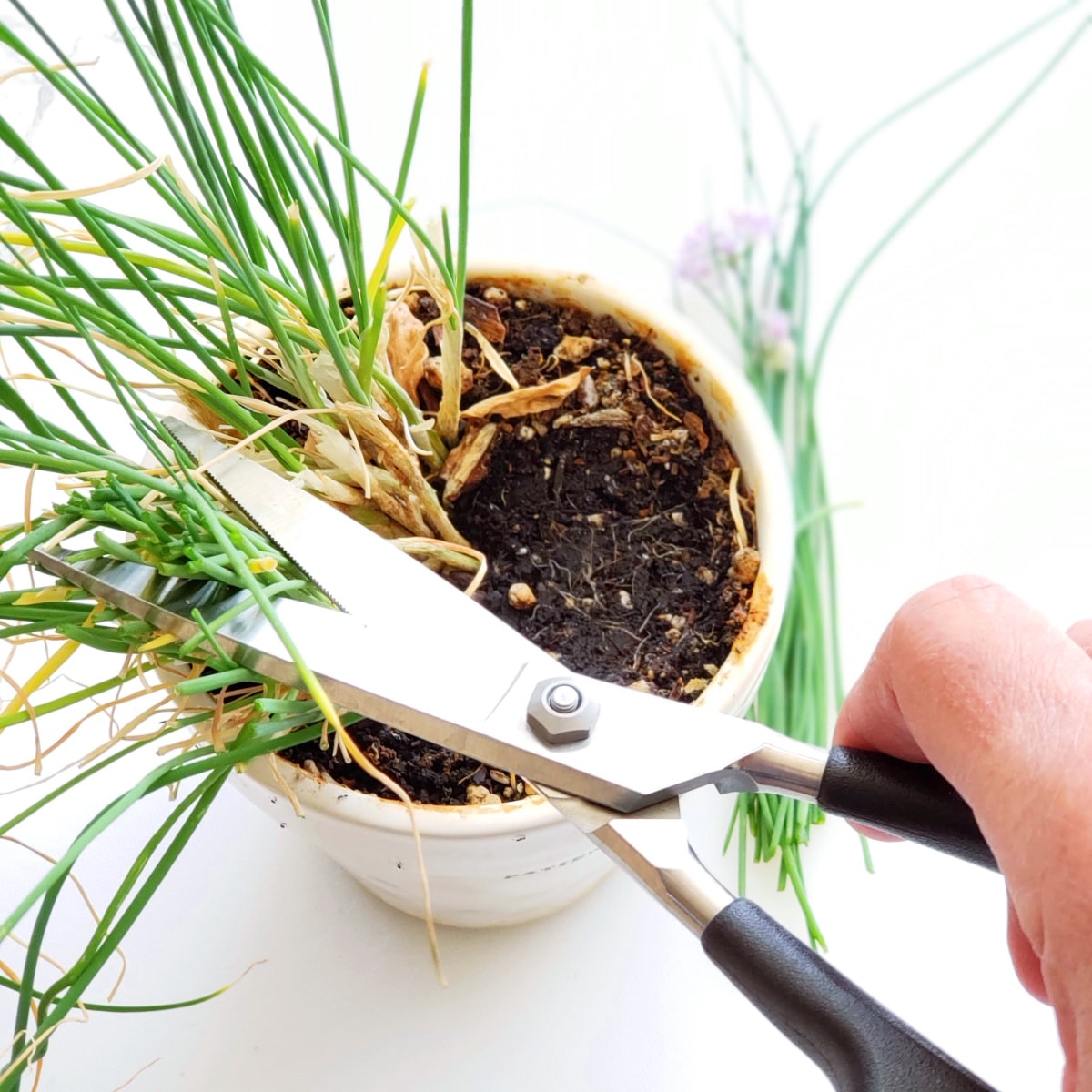 Snip chives with a kitchen shears. Chives are in a white pot.