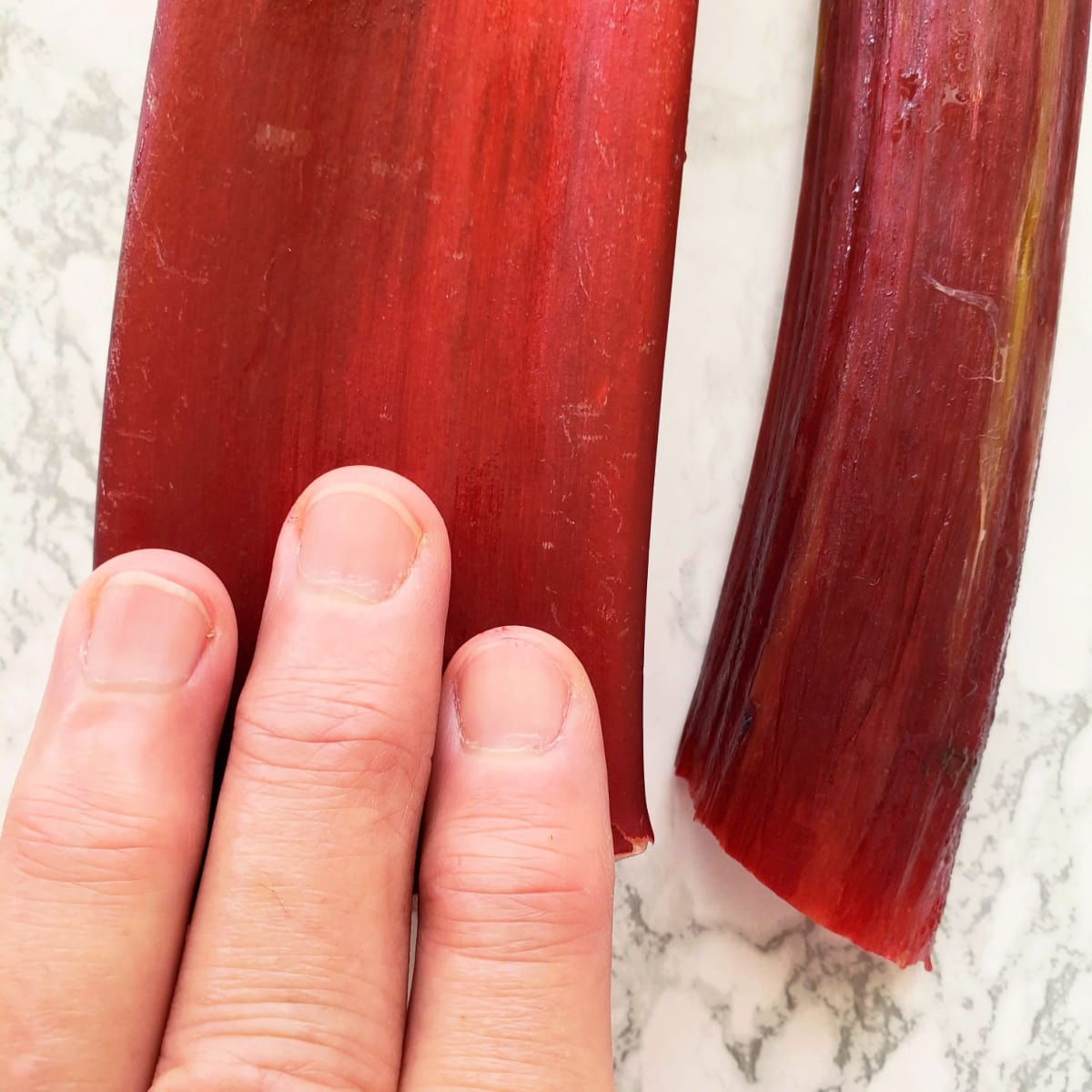 Three fingers atop a large rhubarb stalk show its size on ShockinglyDelicious.com