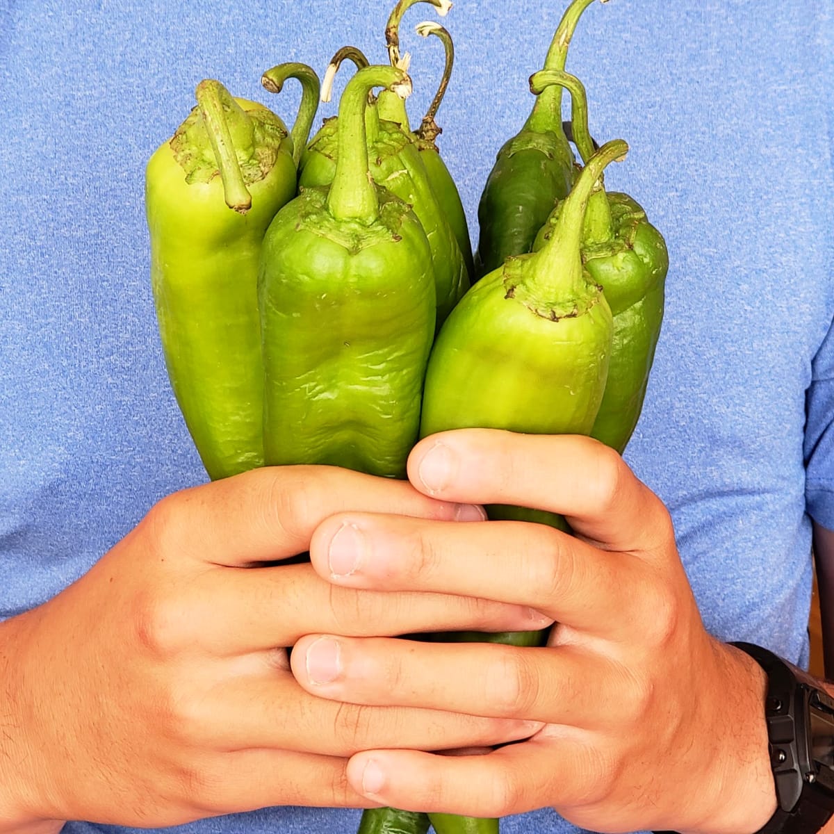 Bouquet of hatch chiles held by 2 hands against a blue shirt on ShockinglyDelicious.com