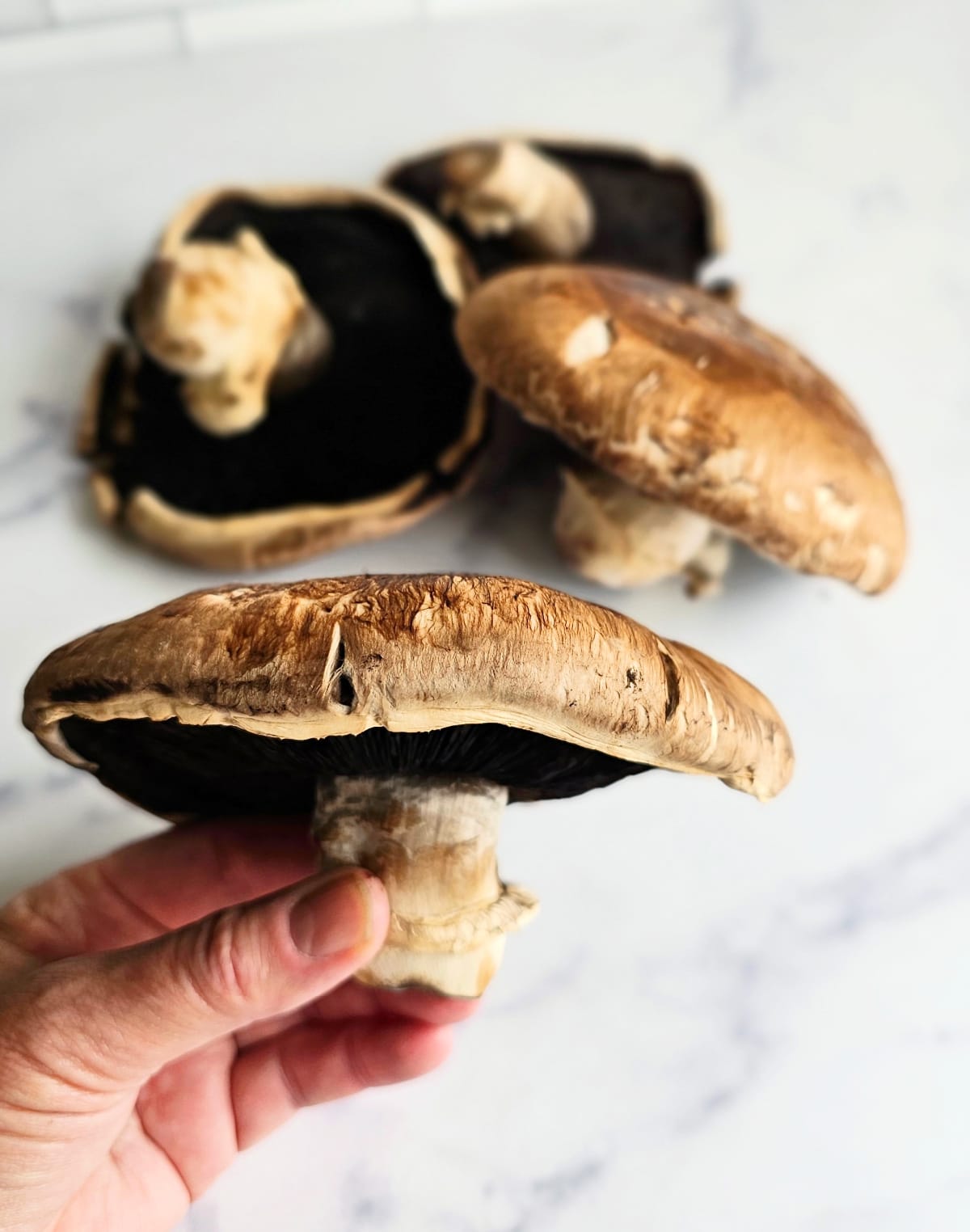 A hand holds 1 Portabella mushroom with 3 additional mushrooms in the background, on a white marble counter